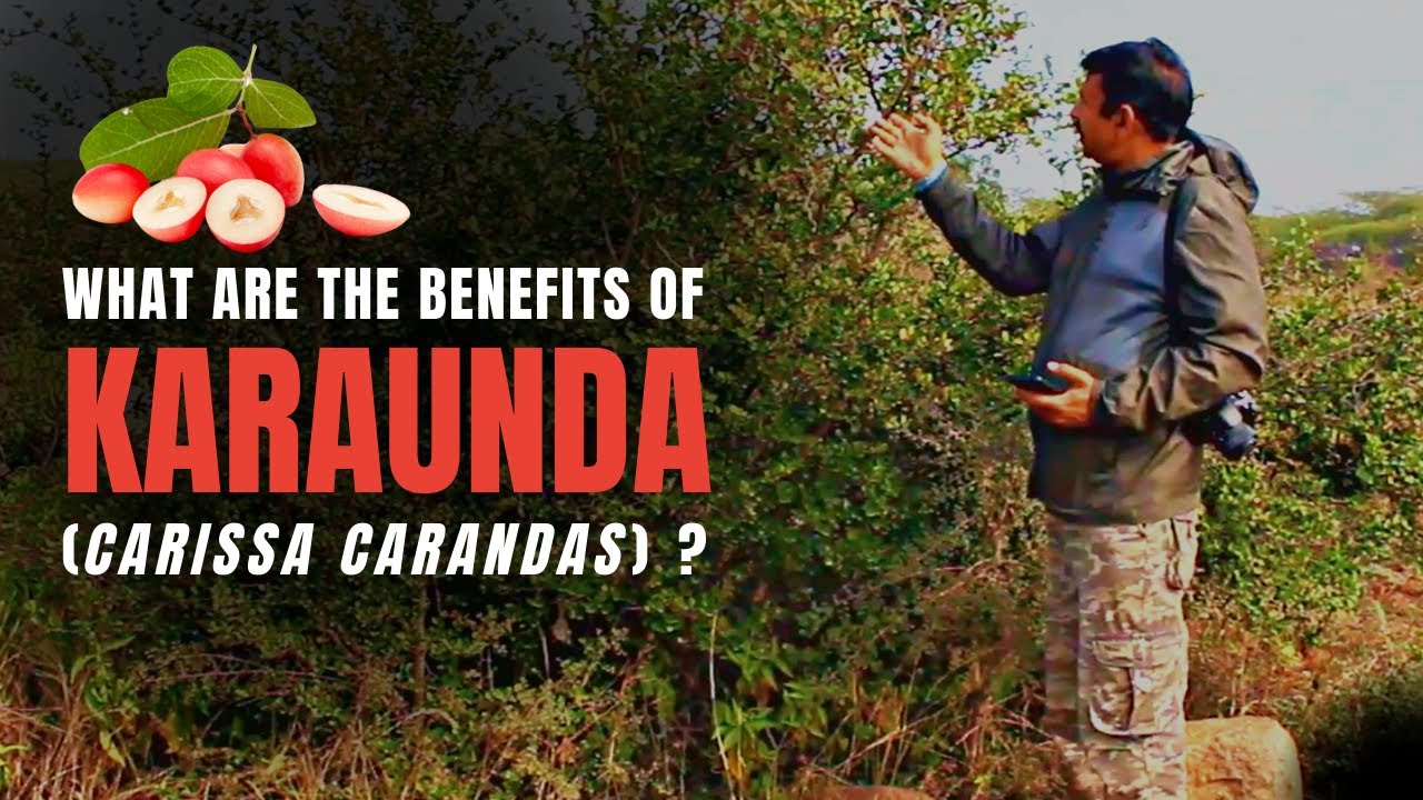What are the benefits of Karaunda (Carissa carandas)?