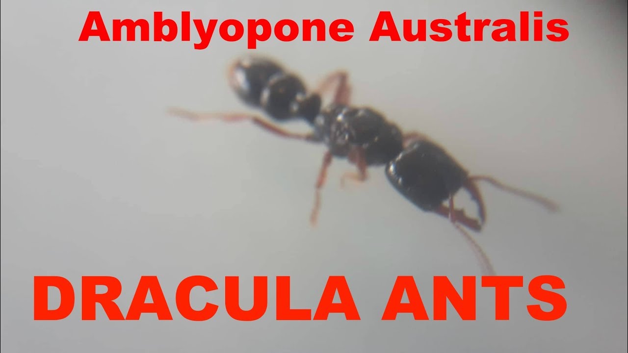 Dracula Ants