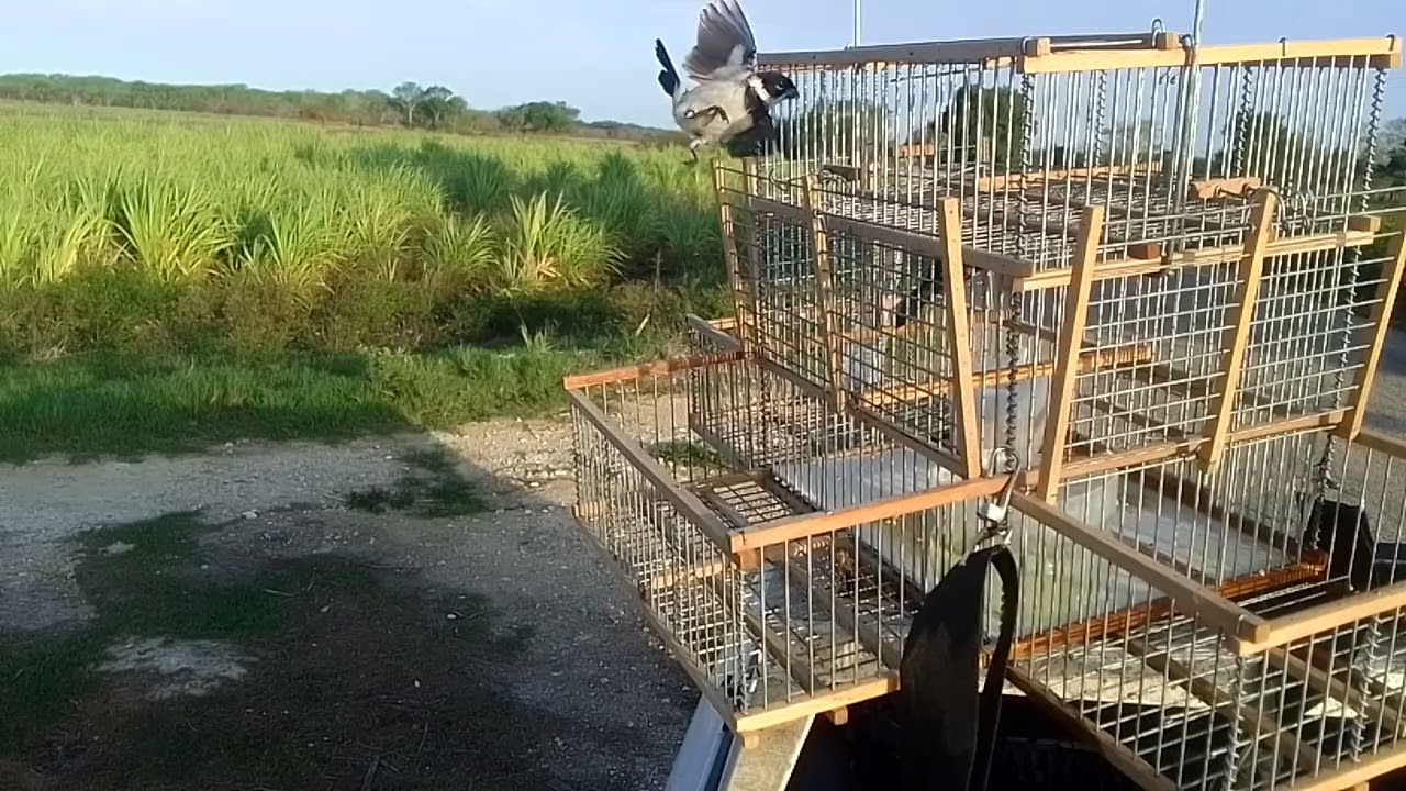 Trampando dominicos en Yucatán 