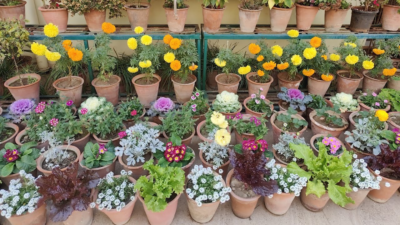 हरा भरा बगीचा, मानसिक सेहत का बढ़िया तरीका#flowers #garden