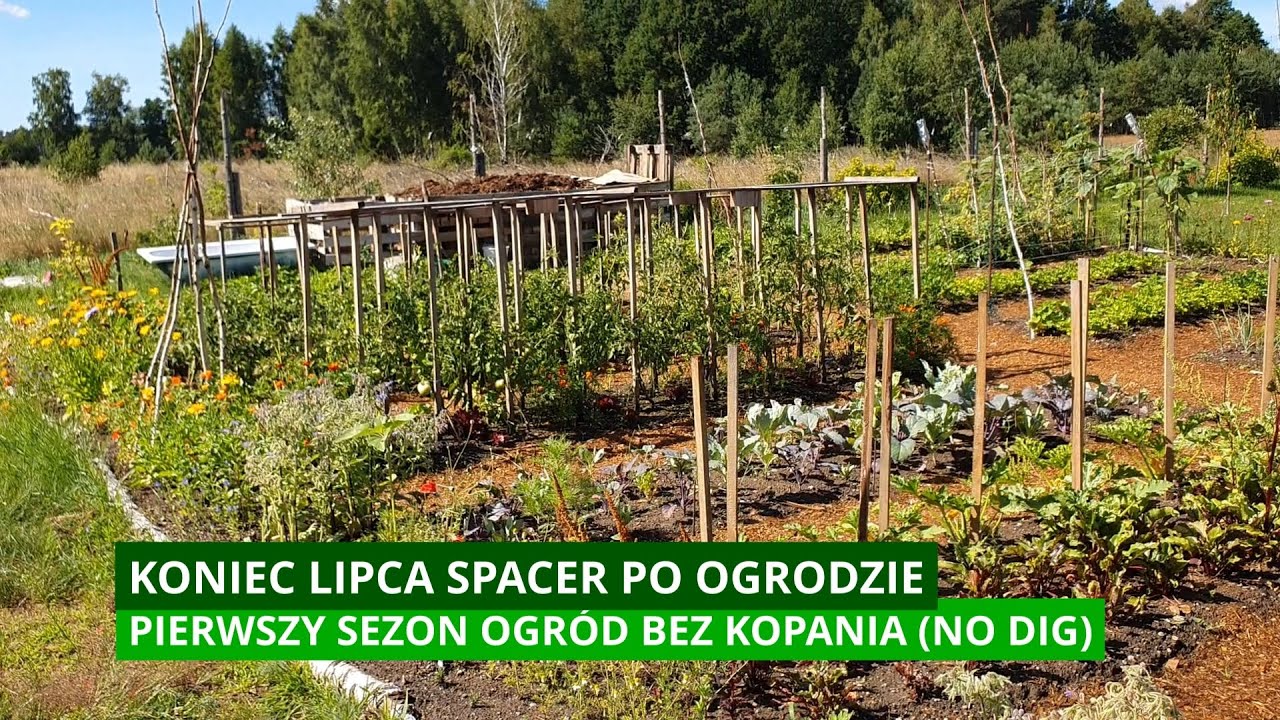 Koniec lipca spacer po ogrodzie warzywnym. Pierwszy sezon ogród bez kopania. Ogród no dig