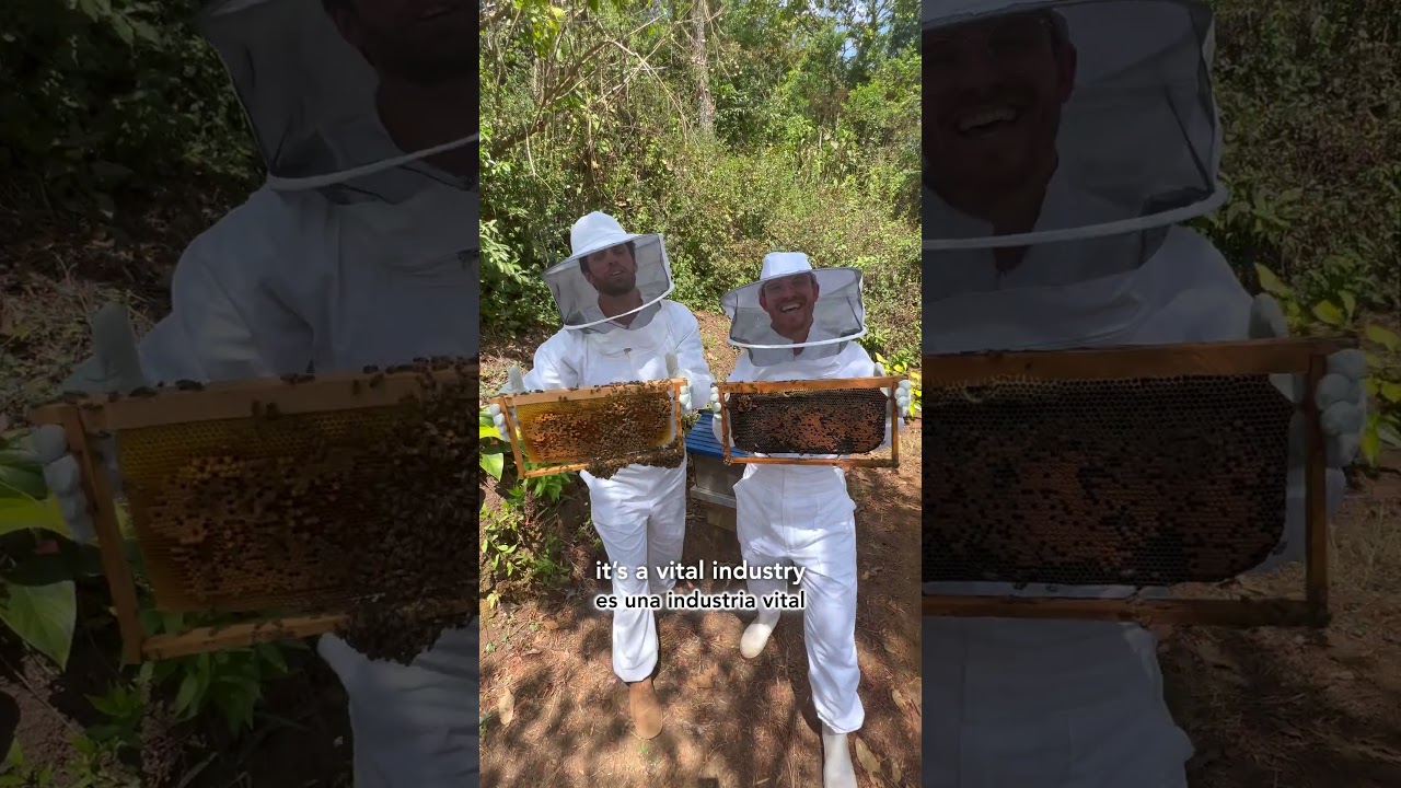 Why is Bee-Keeping so important in Guatemala? (Apiculture) E36 #100ReasonstoLoveGuatemala