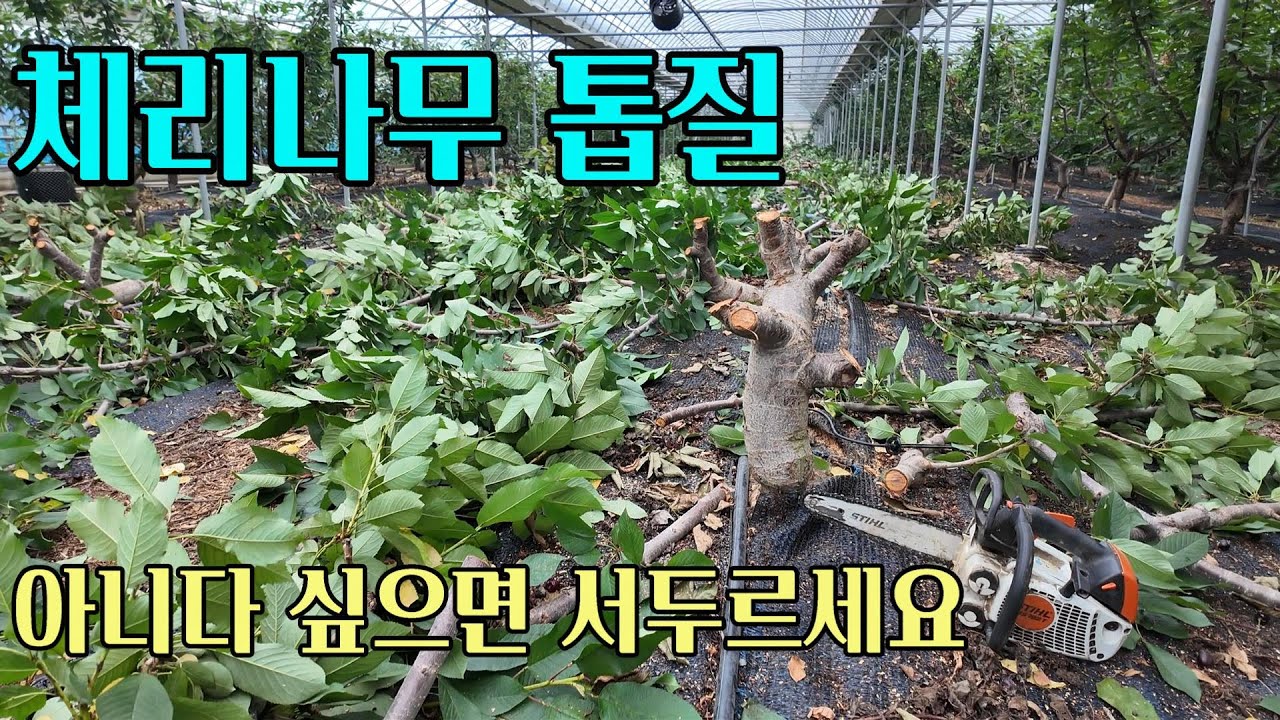 수확도 다 못한 체리나무 벌목. (미루다 미루다 결국 벼냈습니다)