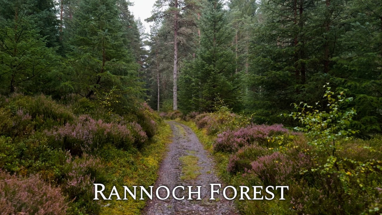 Relaxing Rain Walk in Rannoch Forest | Binaural Audio of Rainfall on Umbrella