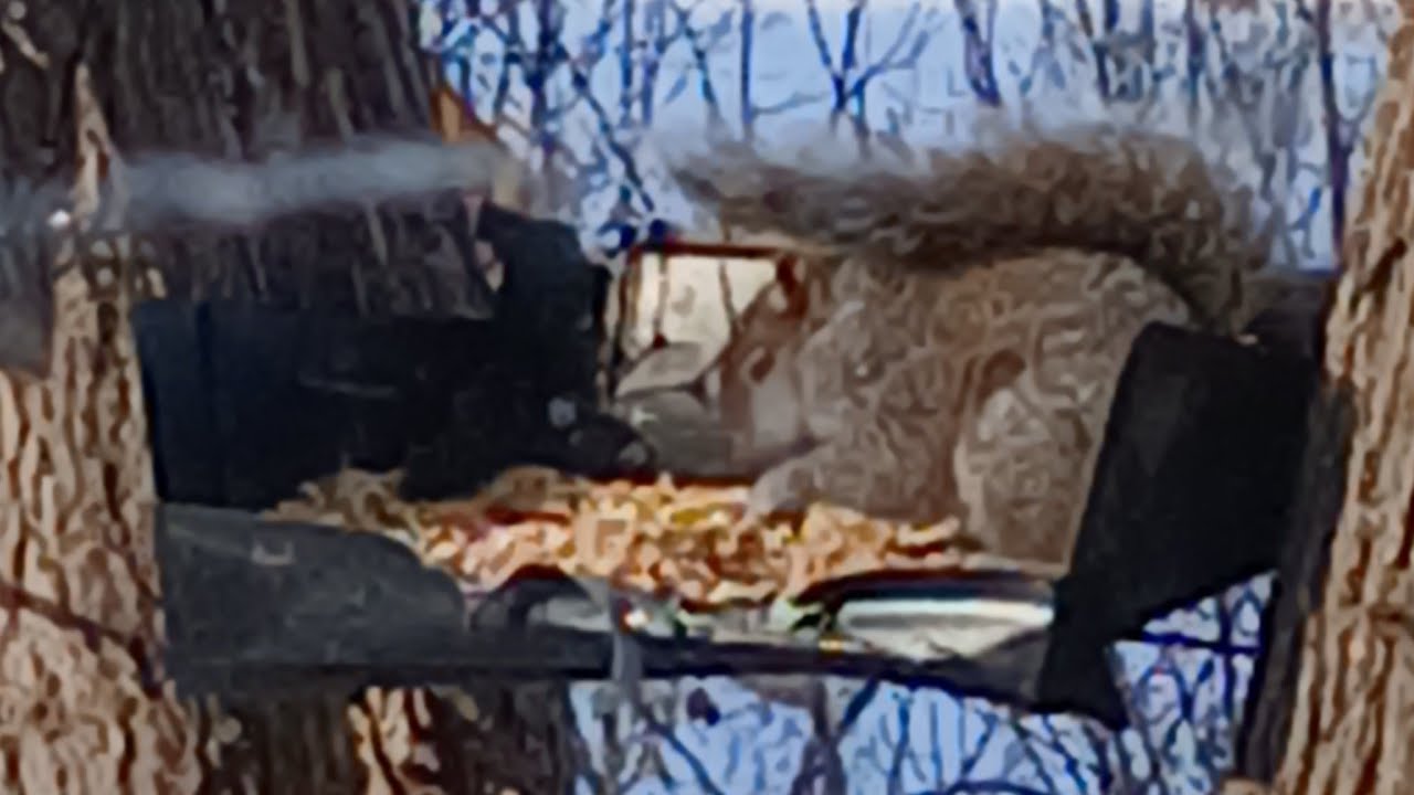 Nature Watching