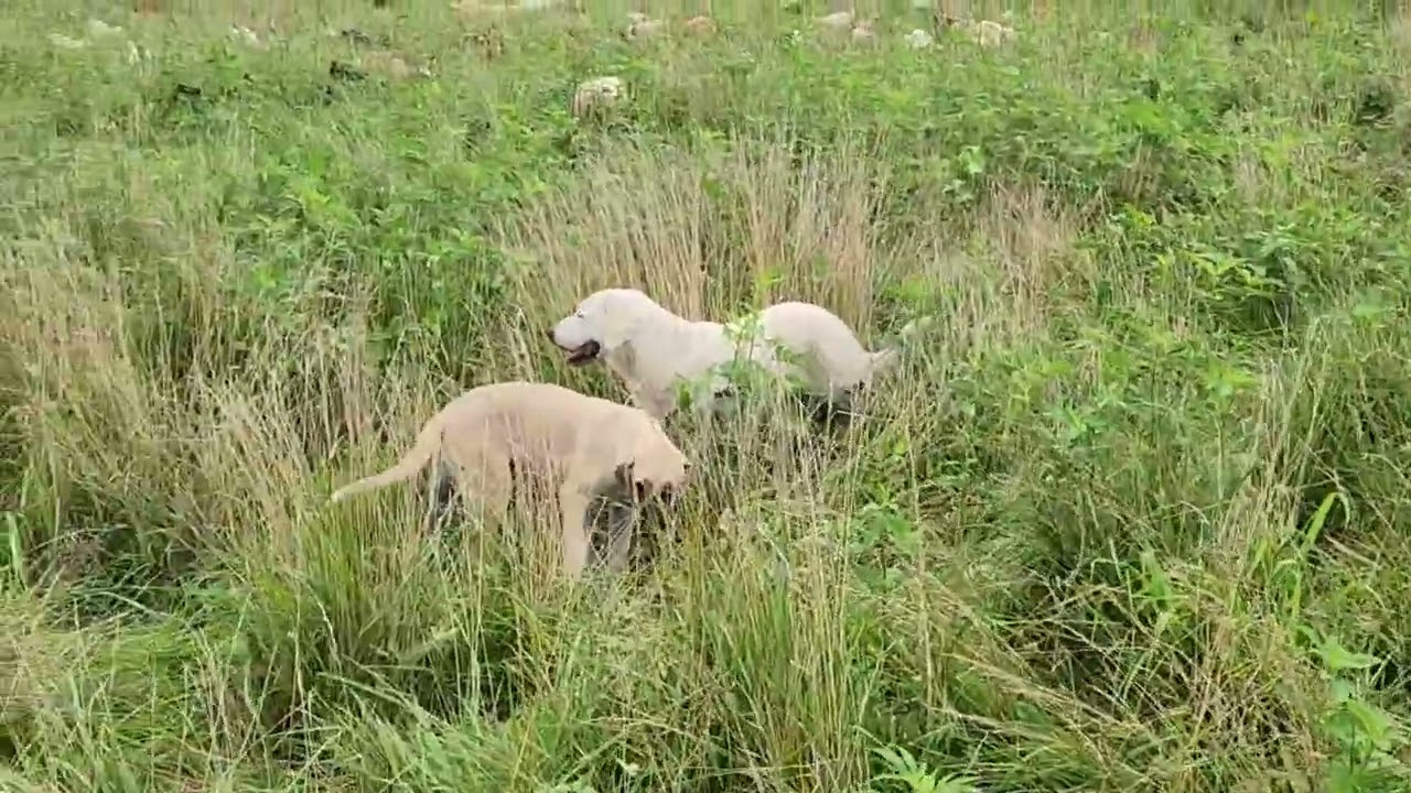 Ungrazed Pasture