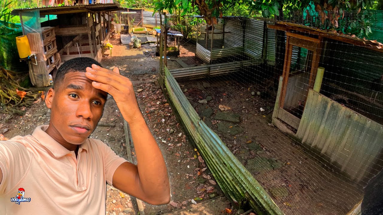 Qu&eacute; hago con mi gallinero? 😖