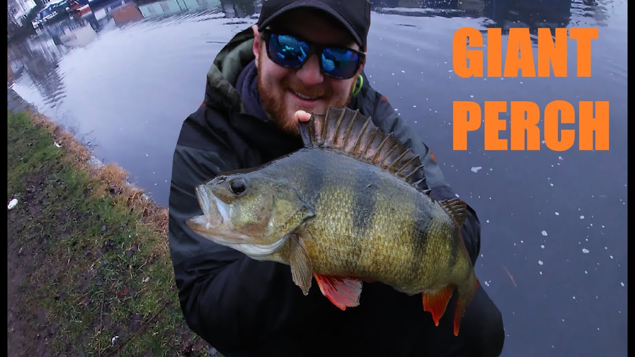All you need is one bite  - Giant canal perch