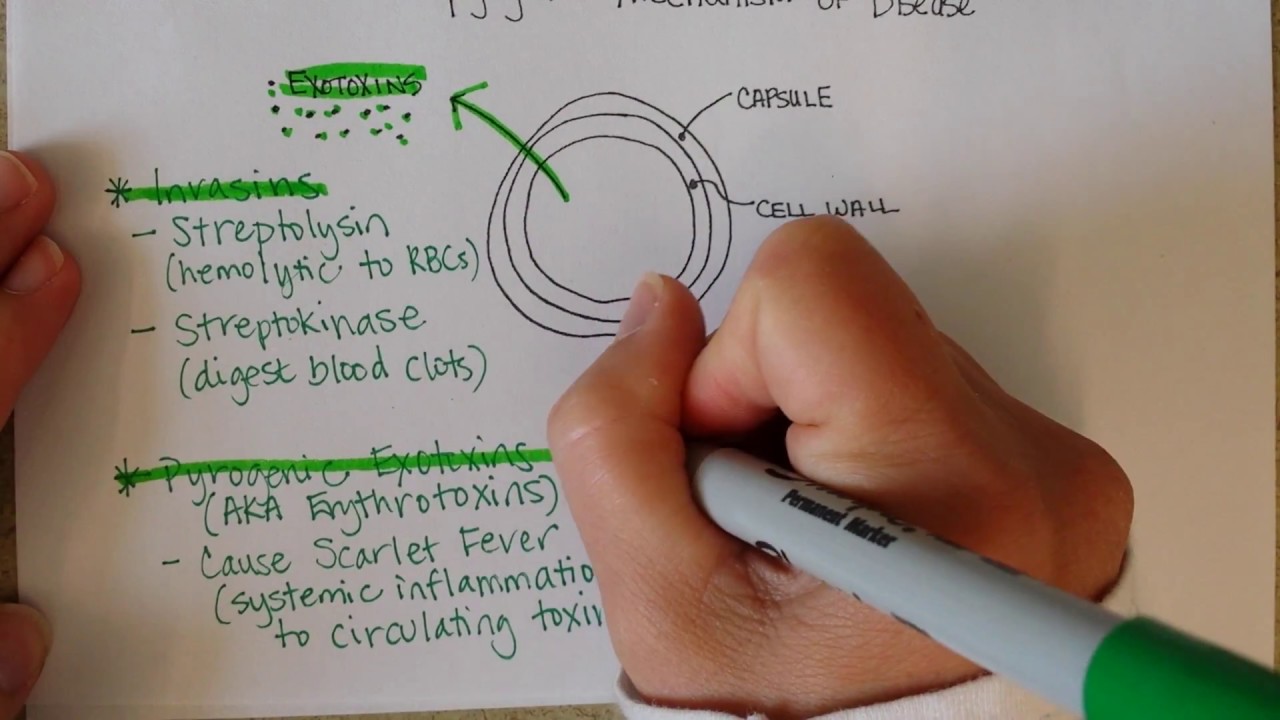 Streptococcus pyogenes, Part 1