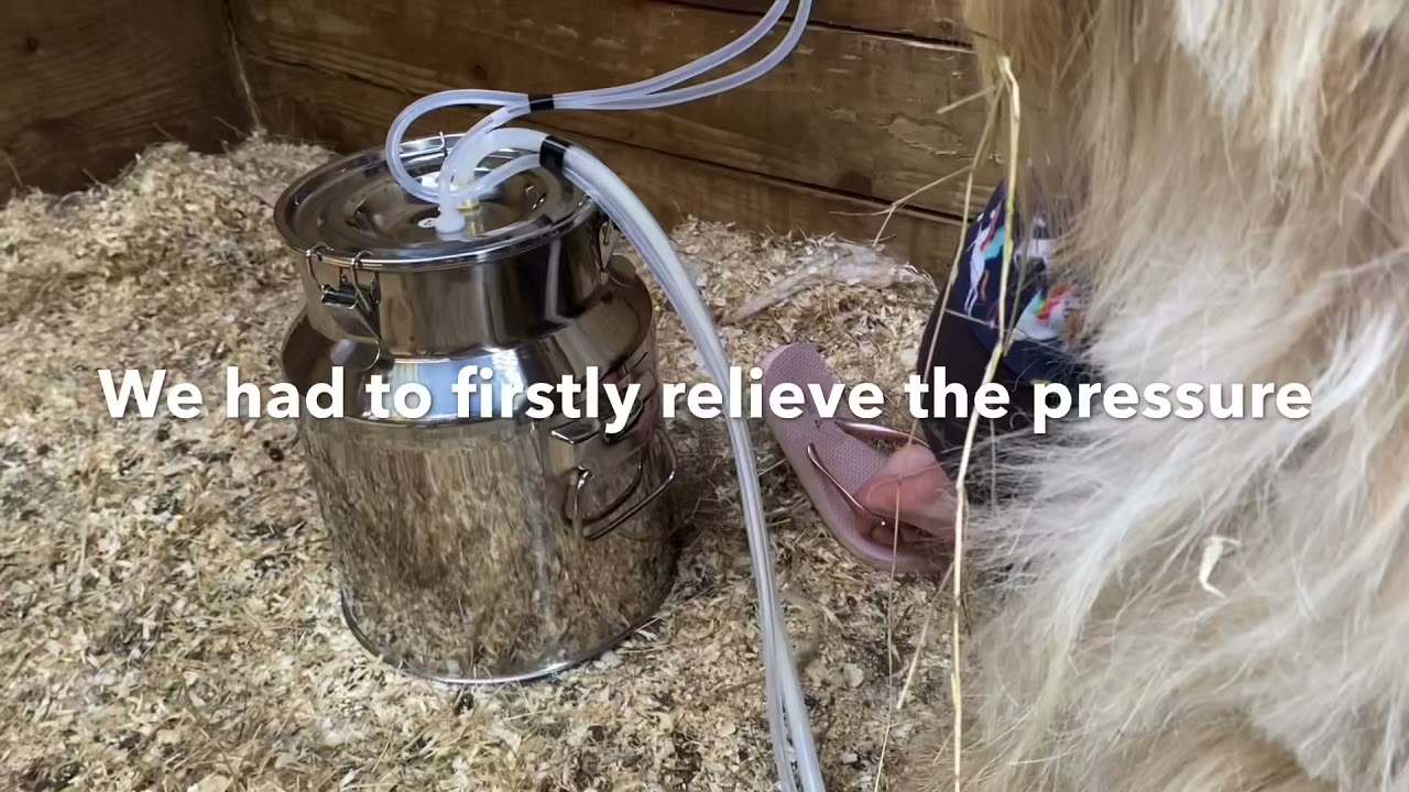 Golden Guernsey Goat with huge milk bag&hellip;.solution a bra