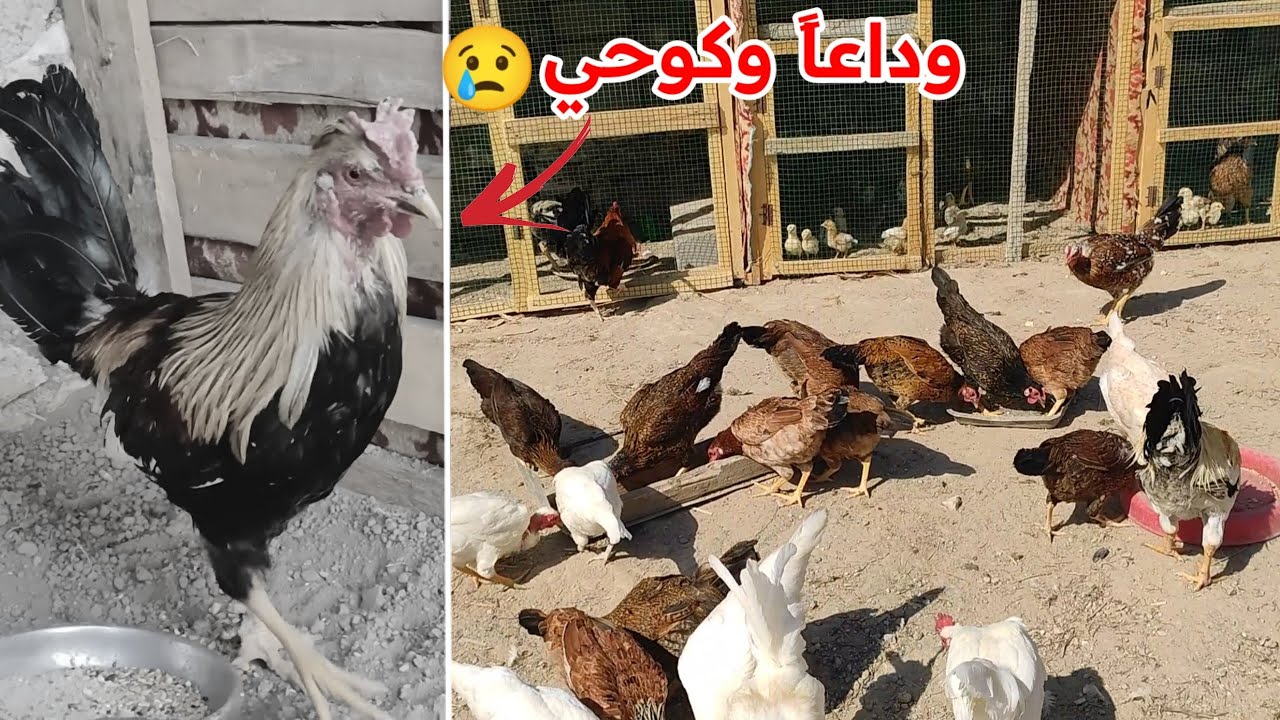 الديك وكوحي يودع المزرعة 💔😔