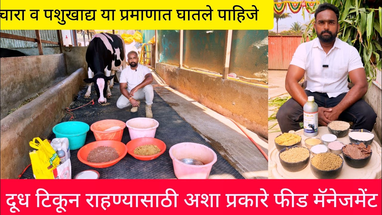 नक्की किती प्रमाणात दिले पाहिजे पशुखाद्य आणि चारा पैलवान डेअरी फार्म #cow 