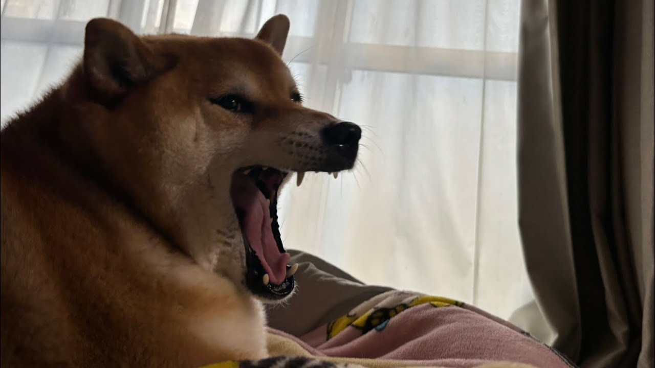 夜道散歩🐕💨🚶🏻💨