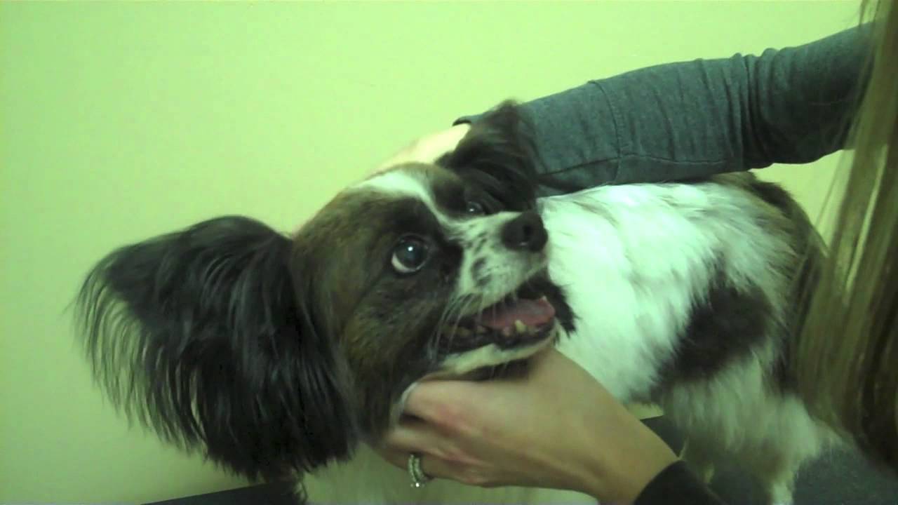 Animal Chiropractic for Back Pain and Muscle Spasms