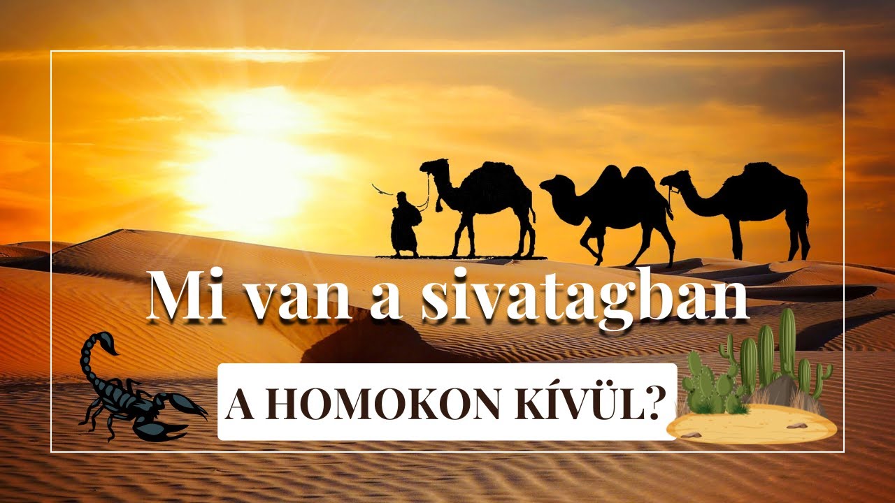Milyen a sivatag? - Élet a homokdűnék között