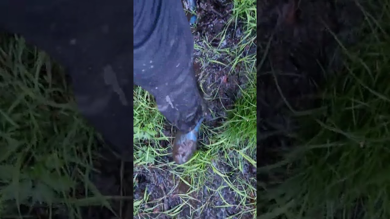 Spaziergang durch den matschigen Wald (1)