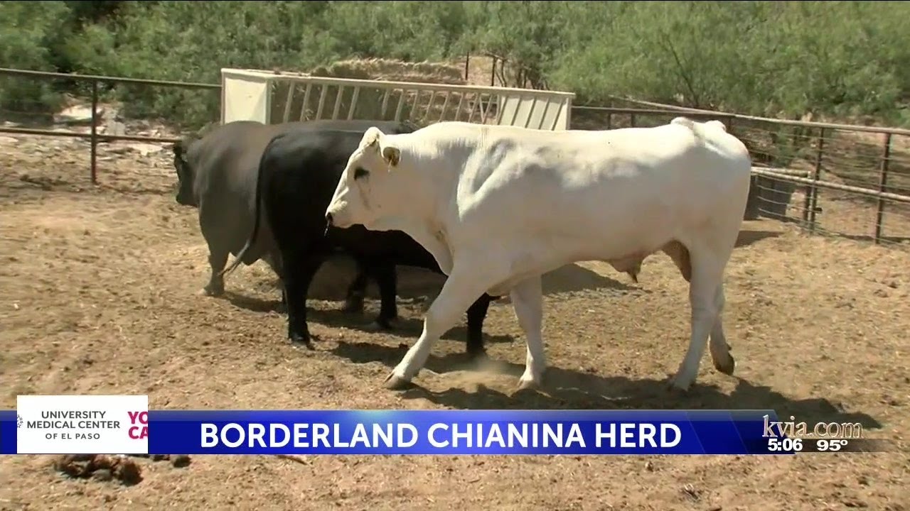 Borderland Chianina Herd