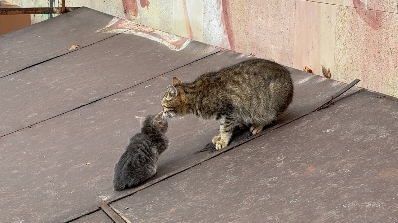 🐈mici