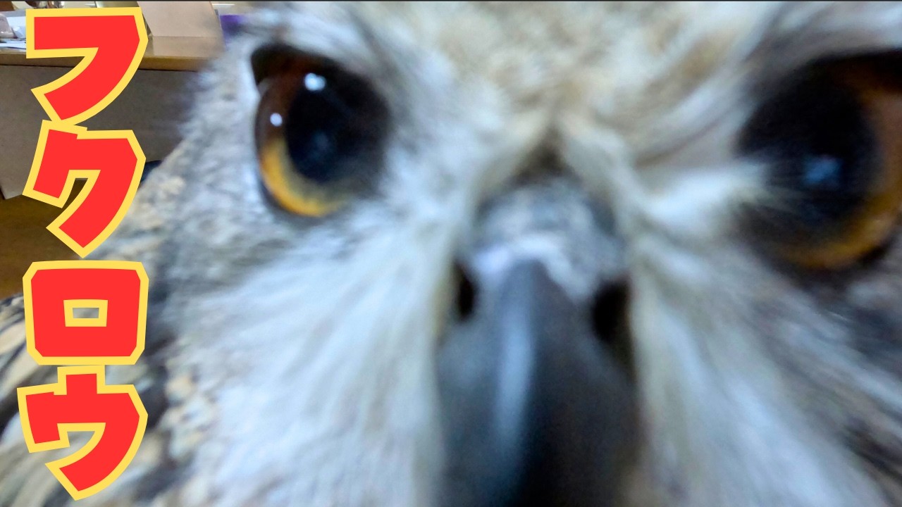 ママの帰りを健気に待つフクロウ🩷🦉　＃ふくろう #フクロウ #ベンガルワシミミズク #owl #cute  #birds