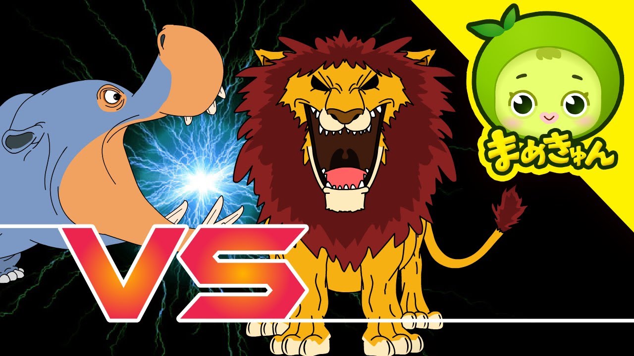 ライオン VS カバ | 動物バトル | まめきゅん MAMEKYUNN