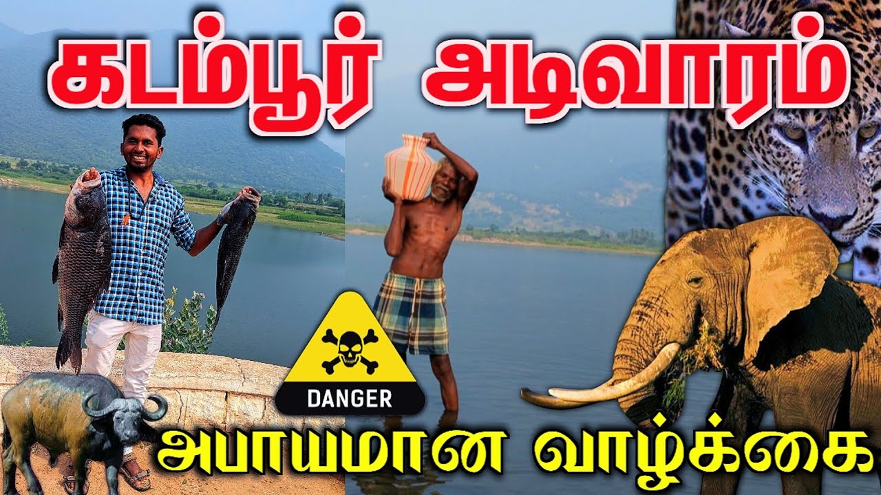 🔥பெருபள்ளம் அணை | 19 ஆட்டை நரி வேட்டையாடிருச்சு💢😭 | FOREST VILLAGE LIFE | VILLAGE COOKING | K7