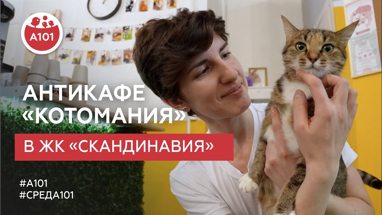 В ЖК «Скандинавия» для жителей района работает необычное кафе с котиками – «Котомания»