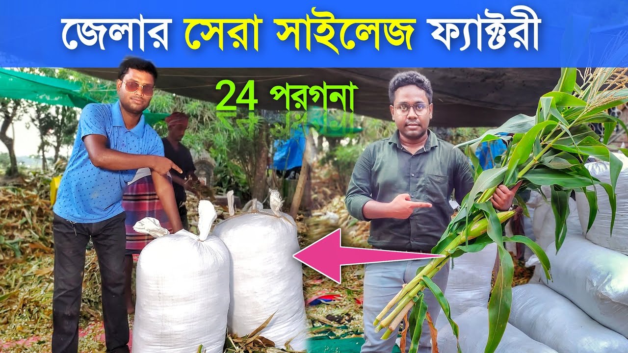 ২৪ পরগনা জেলার সেরা সাইলেজ ফ্যাক্টরি | Silage Making | Corn Silage | ভুট্টা সাইলেজ বানানোর পদ্ধতি