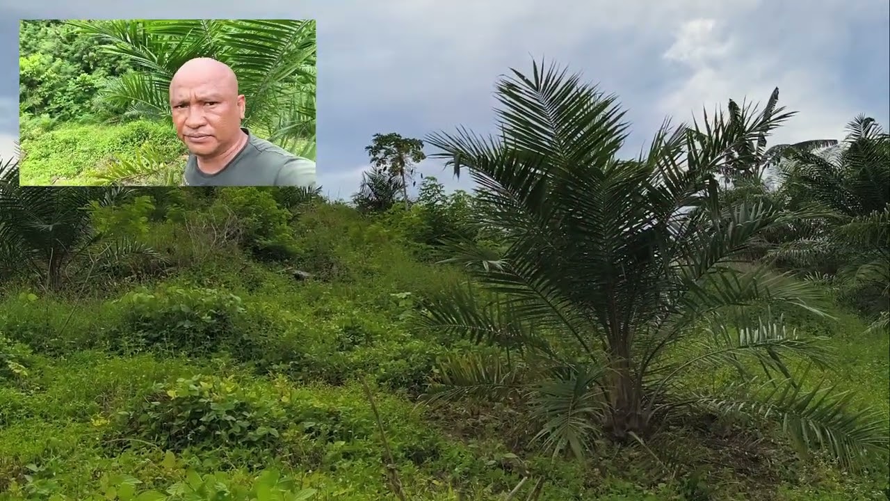 Perawatan sawit TBM