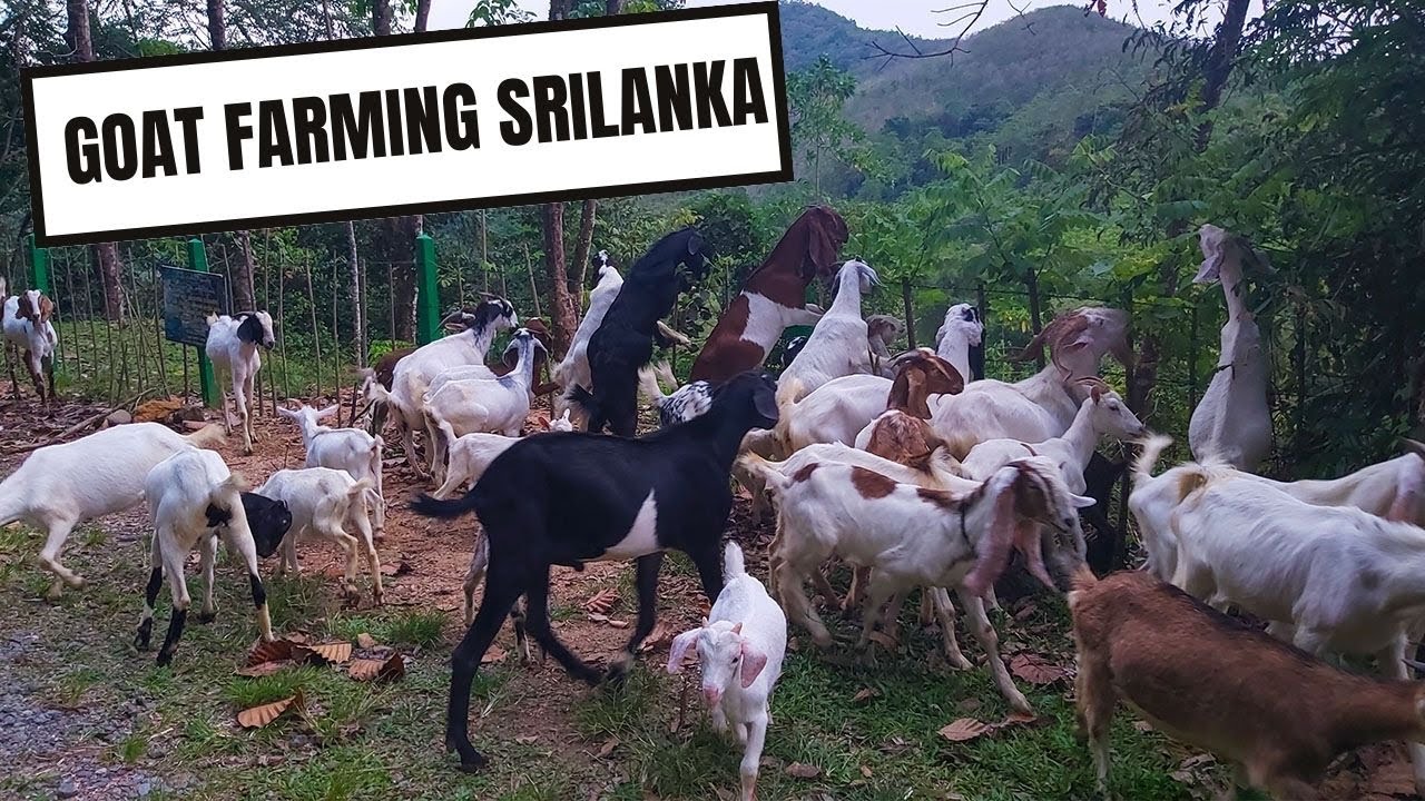 Goat Farming House in Sri Lanka