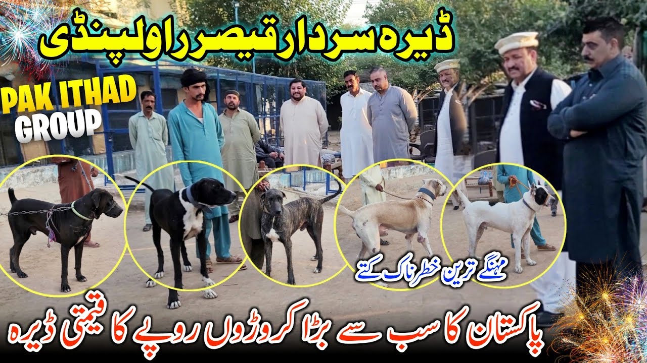 Biggest Dera Of Pakistan ~ Sardar Qaiser Rawalpindi 😍 Worth Crore Of Rupees || Pak Ithad Group || 