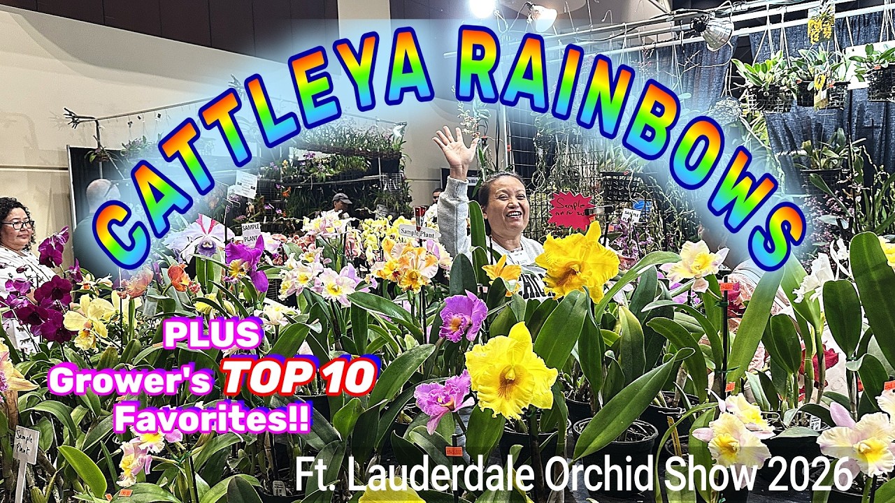 Cattleya Orchids at Fort Lauderdale Orchid Show 2026 + Grower's FAVORITES!! #orchids #flowers #haul