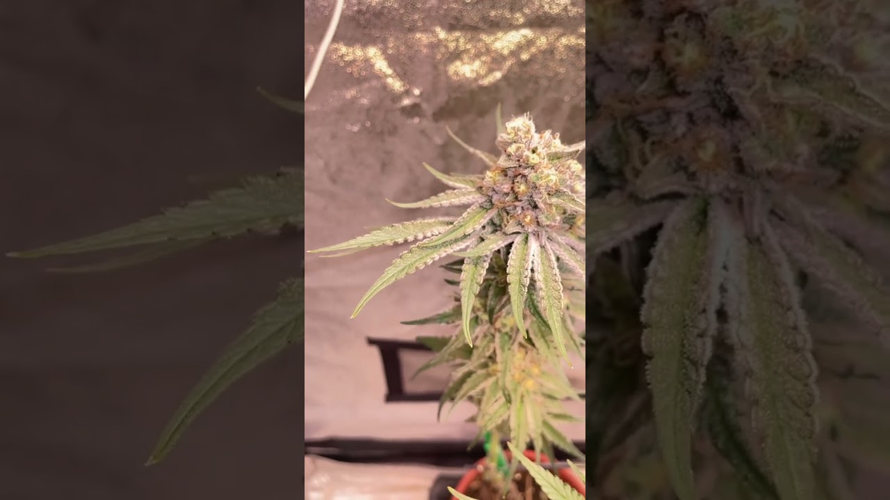 Seriotica lila weed / 200 zoom  #germany  #indoorplants #growplants #indoor #cannabislife