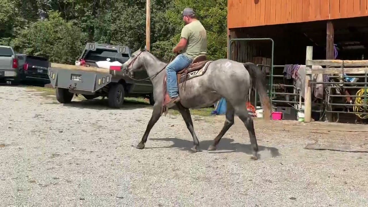 SOLD 🤩GORGEOUS HIGH QUALITY MARE🤩4503-grey QH mare 6yr old 15.1HH $4650+40 coggins 