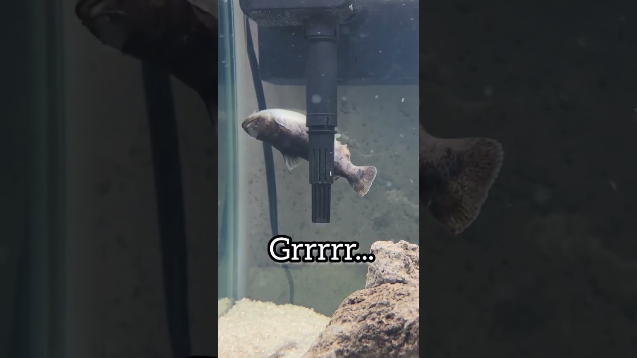 Fish CPR! They Arent Actually DEAD 2 (Gulper Revival) 😱 #shorts