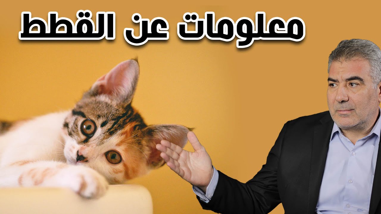 لماذا أوصى النبي الكريم برعاية القطط..؟ معلومات تعرفها لأول مرة عن القطط