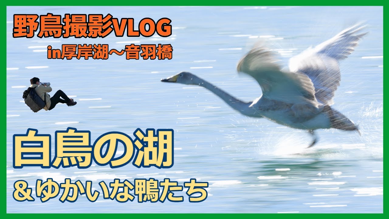 野鳥撮影Vlog「風連湖のオオワシ」「厚岸湖のオオハクチョウ」「音羽橋タンチョウの塒入り」北海道遠征3日目 オジロワシ、オナガガモなど| Whooper swan,Japanese crane
