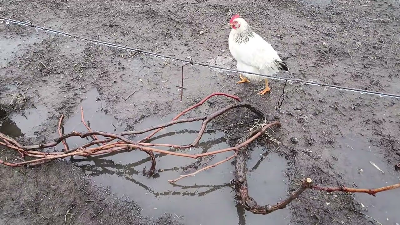 Виноград укрытый льдом. Что дальше?