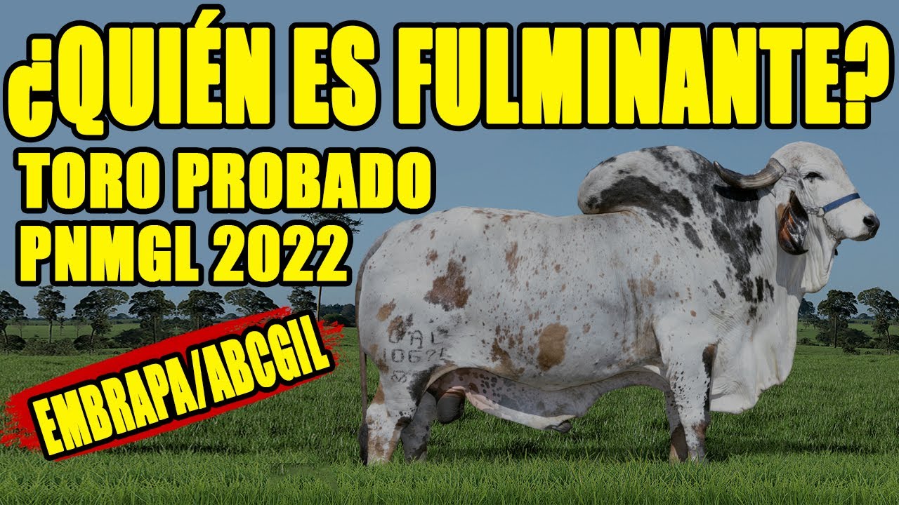 ¿QUIÉN ES FULMINANTE? TORO PROBADO PNMGL-EMBRAPA/ABCGIL