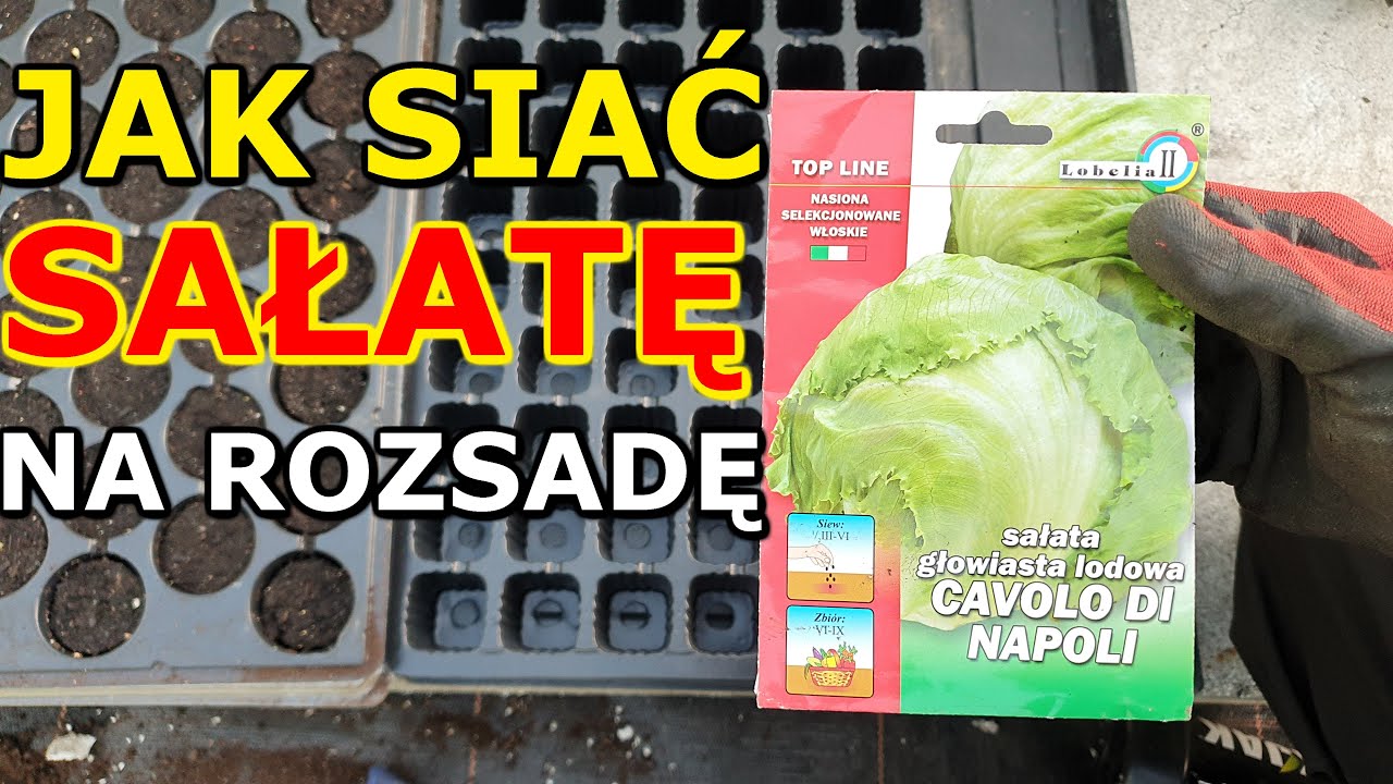 Jak i kiedy siać Sałatę na Rozsadę | Rozsada Sałaty - Siew