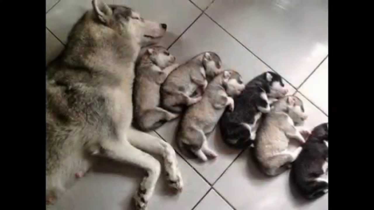 25 most endearing moments in the history of the dormant animals/25 самых милых дремлющих животных