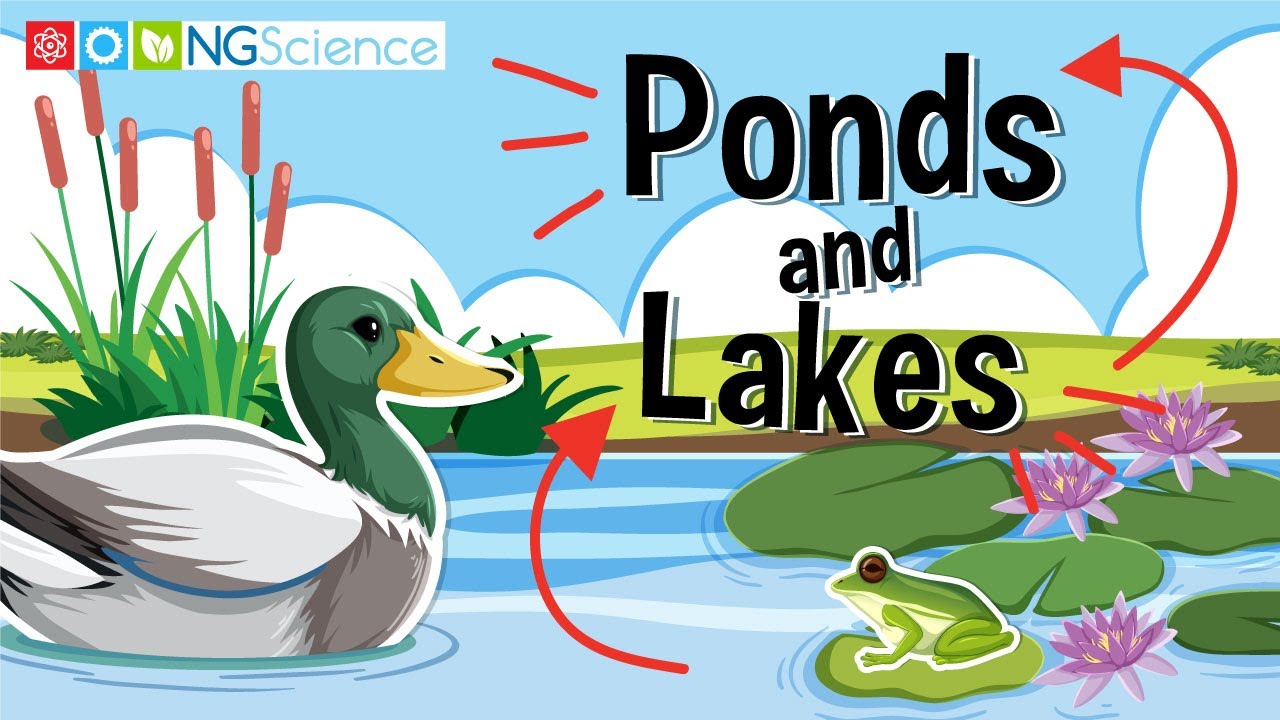 Ponds and Lakes