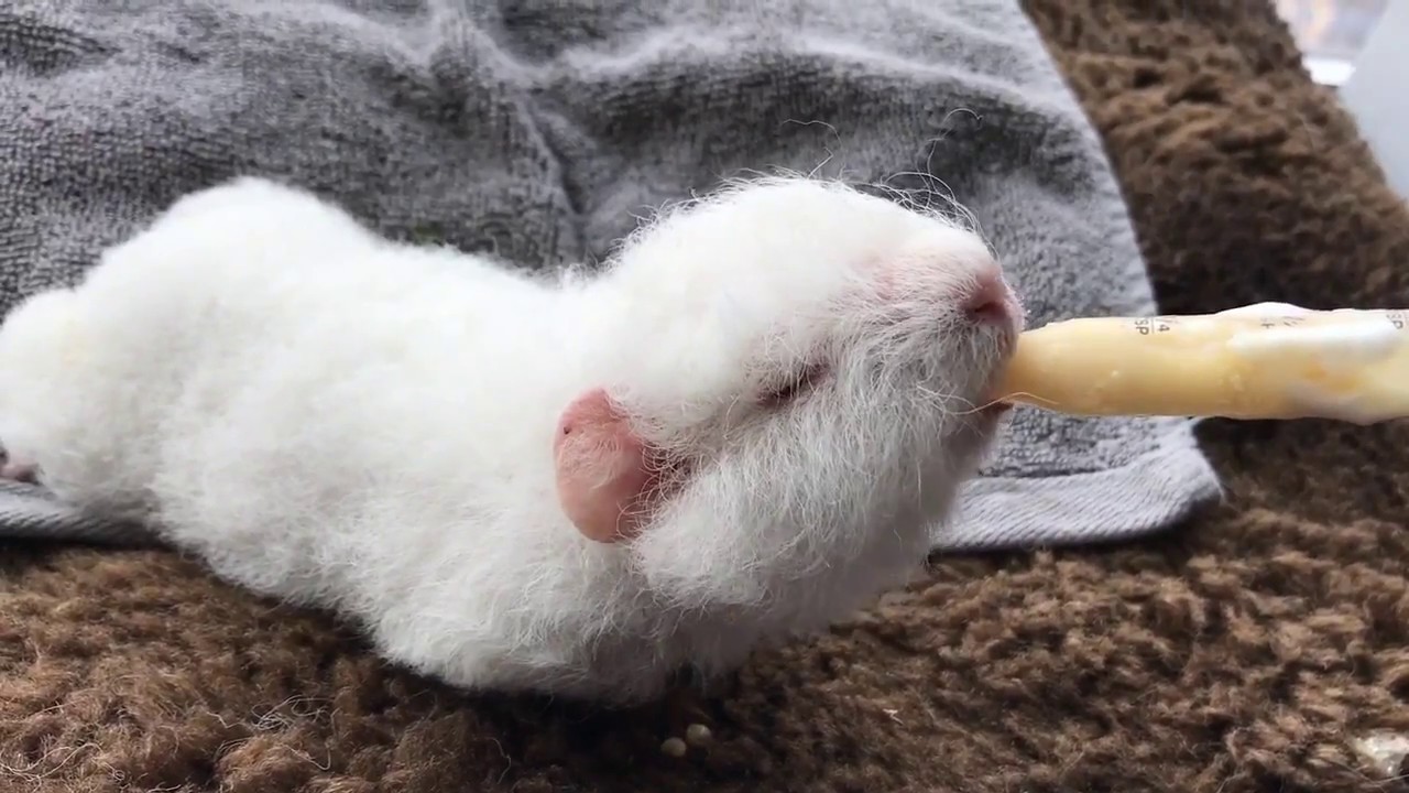 Bottle feeding baby guinea pig