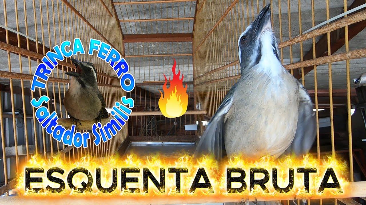 🐦 ESQUENTA PODEROSA DE TRINCA-FERRO | SOM LIMPO HD 🔥
