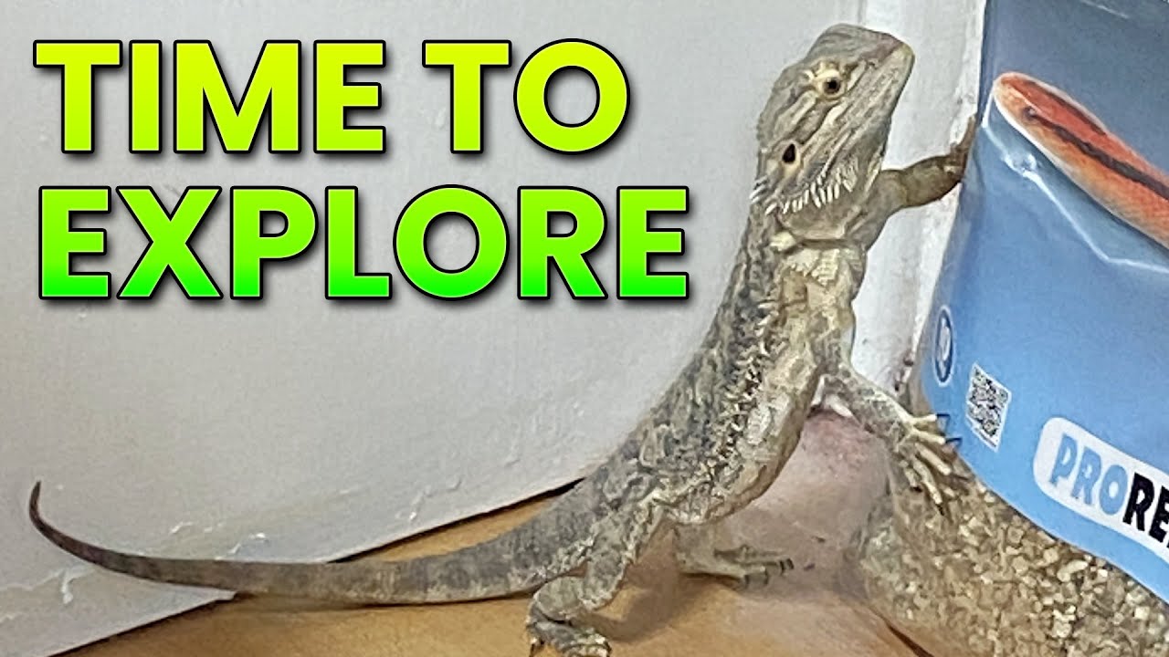 How to Free Roam your Bearded Dragon