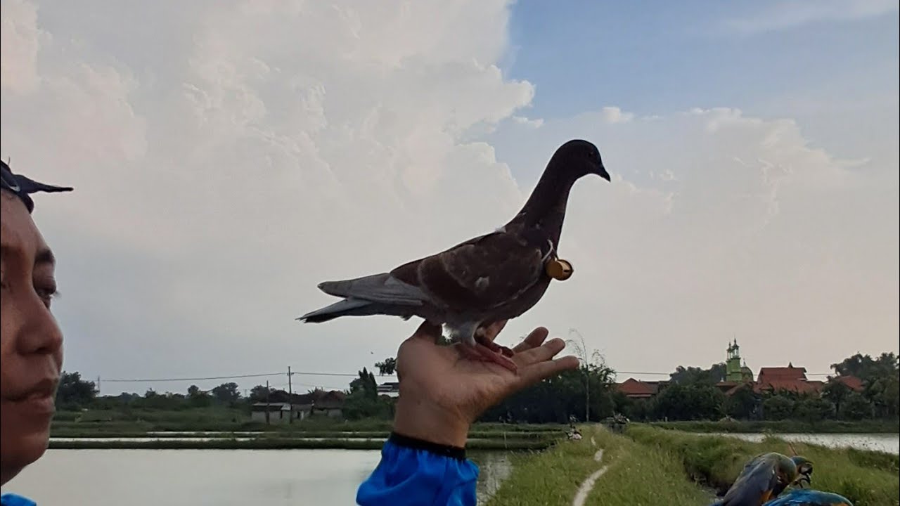 Merpati Tinggian Buat FF Sulingan bunyi keras