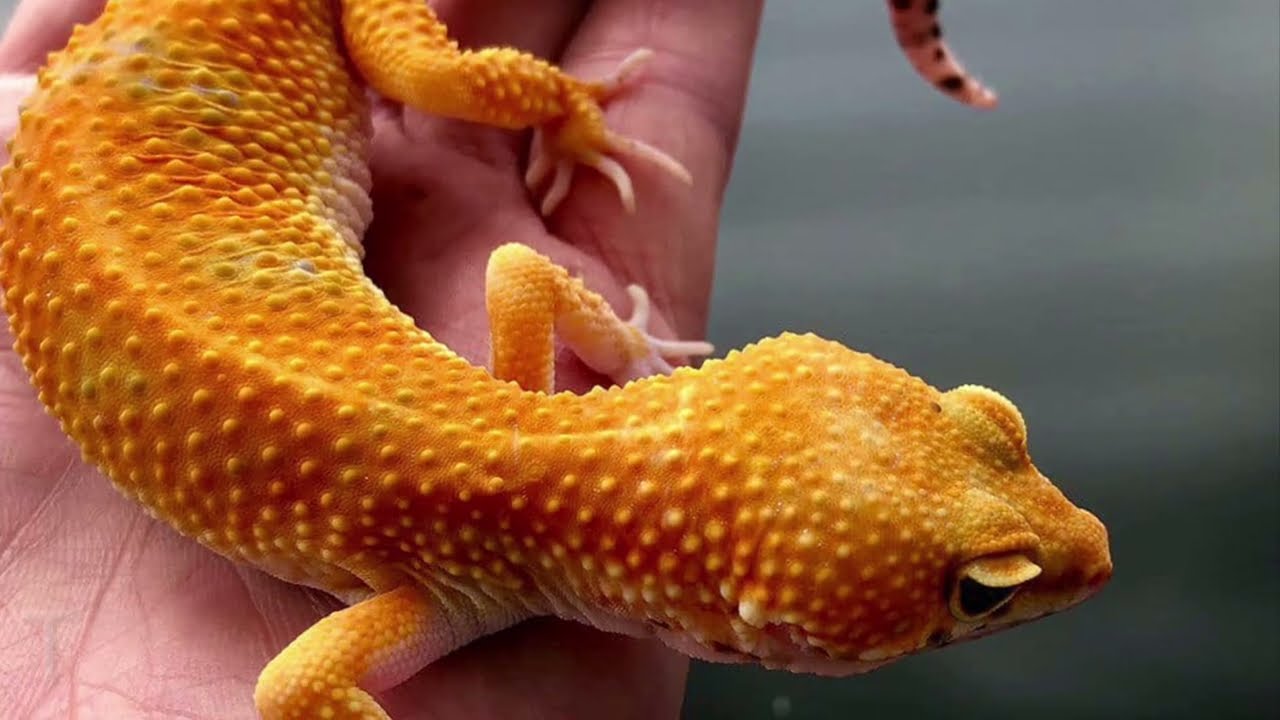 Top 10 Coolest Leopard Gecko Morphs