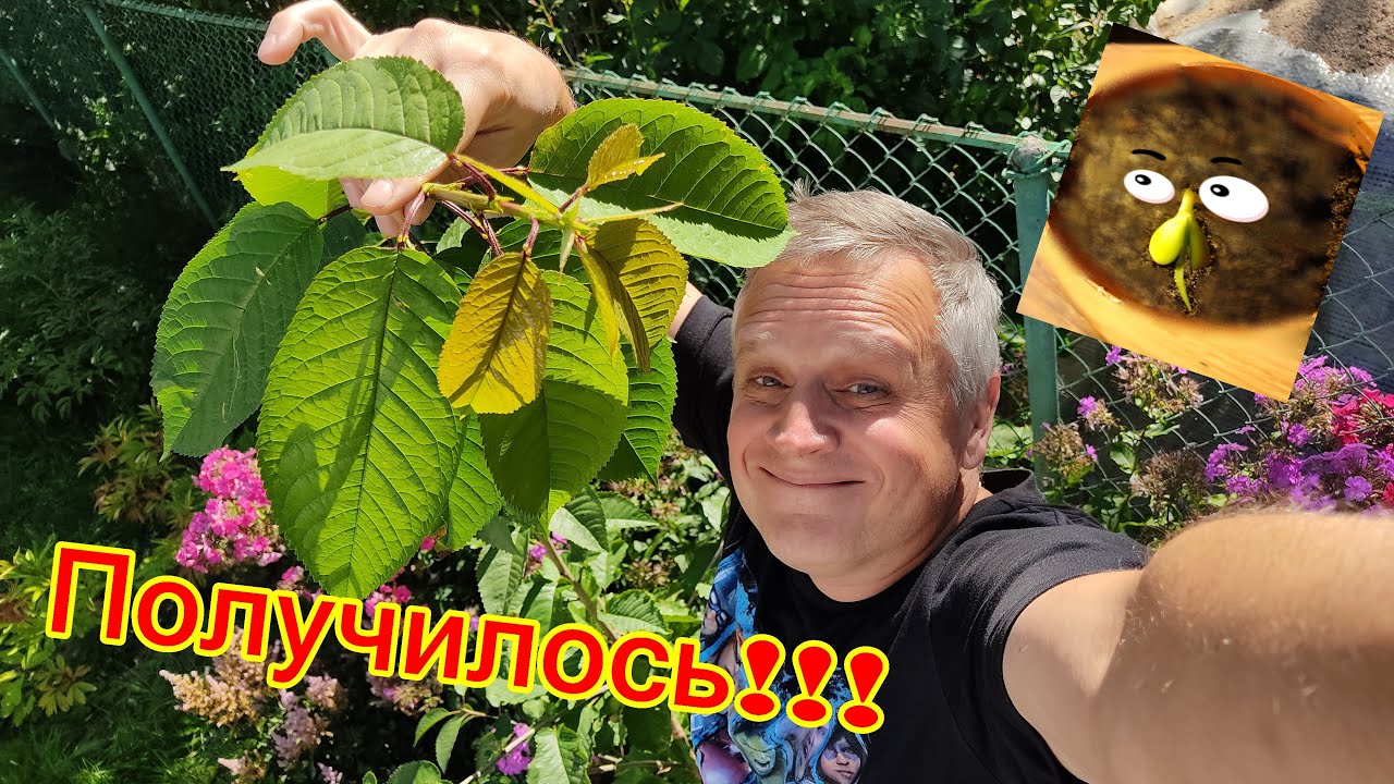 Черешня из косточки. Как вырастить черешню из косточки. Стратификация.