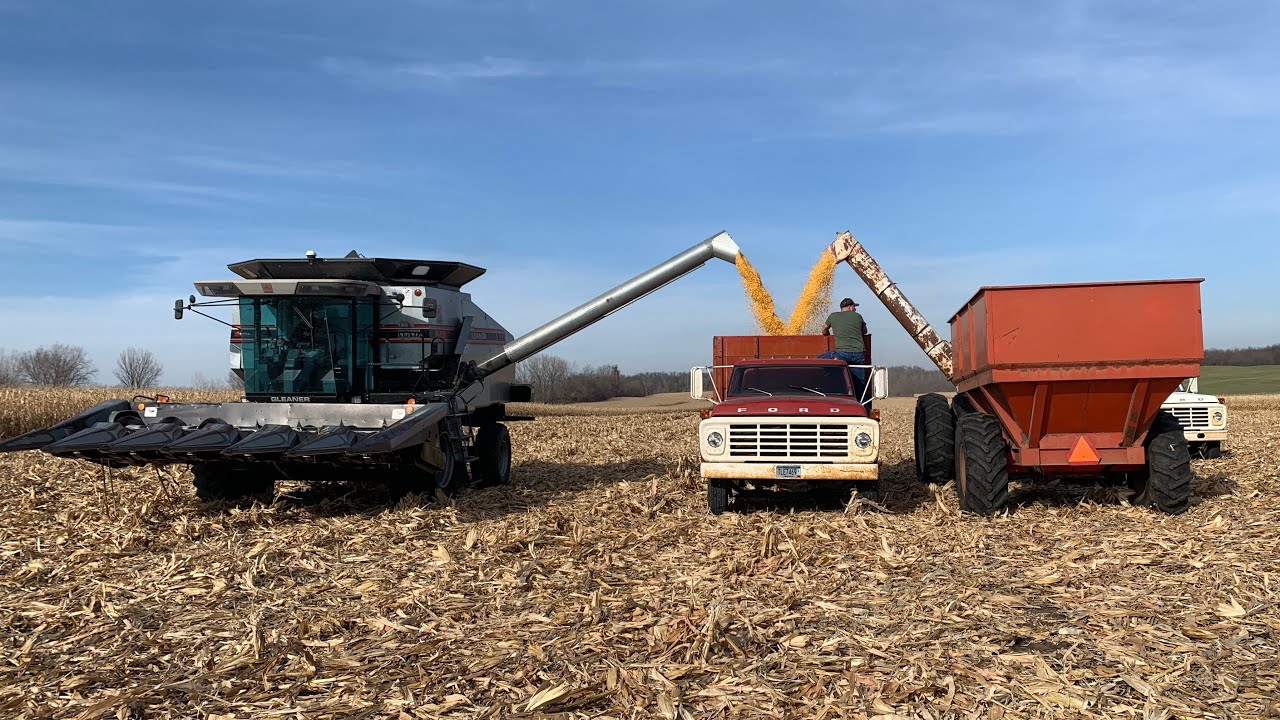 Gleaner R62 combining corn!