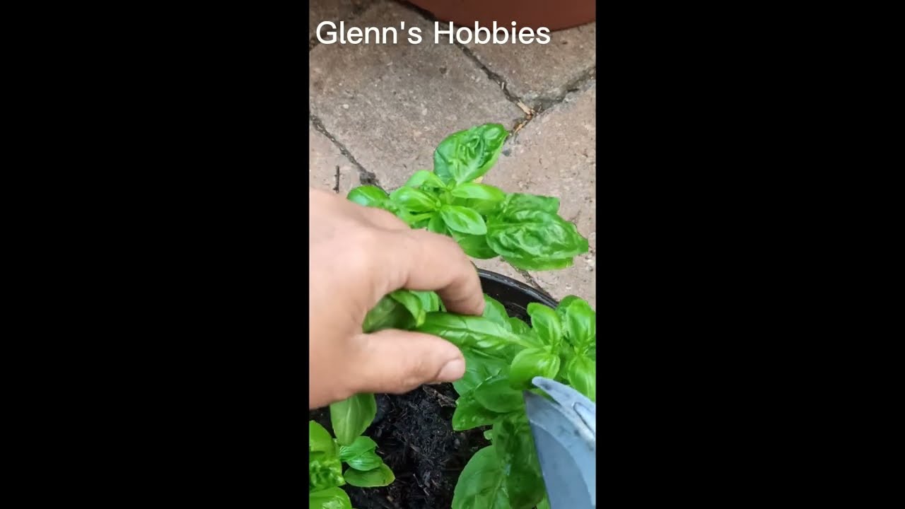 PAANO MAGPUTOL NG BASIL