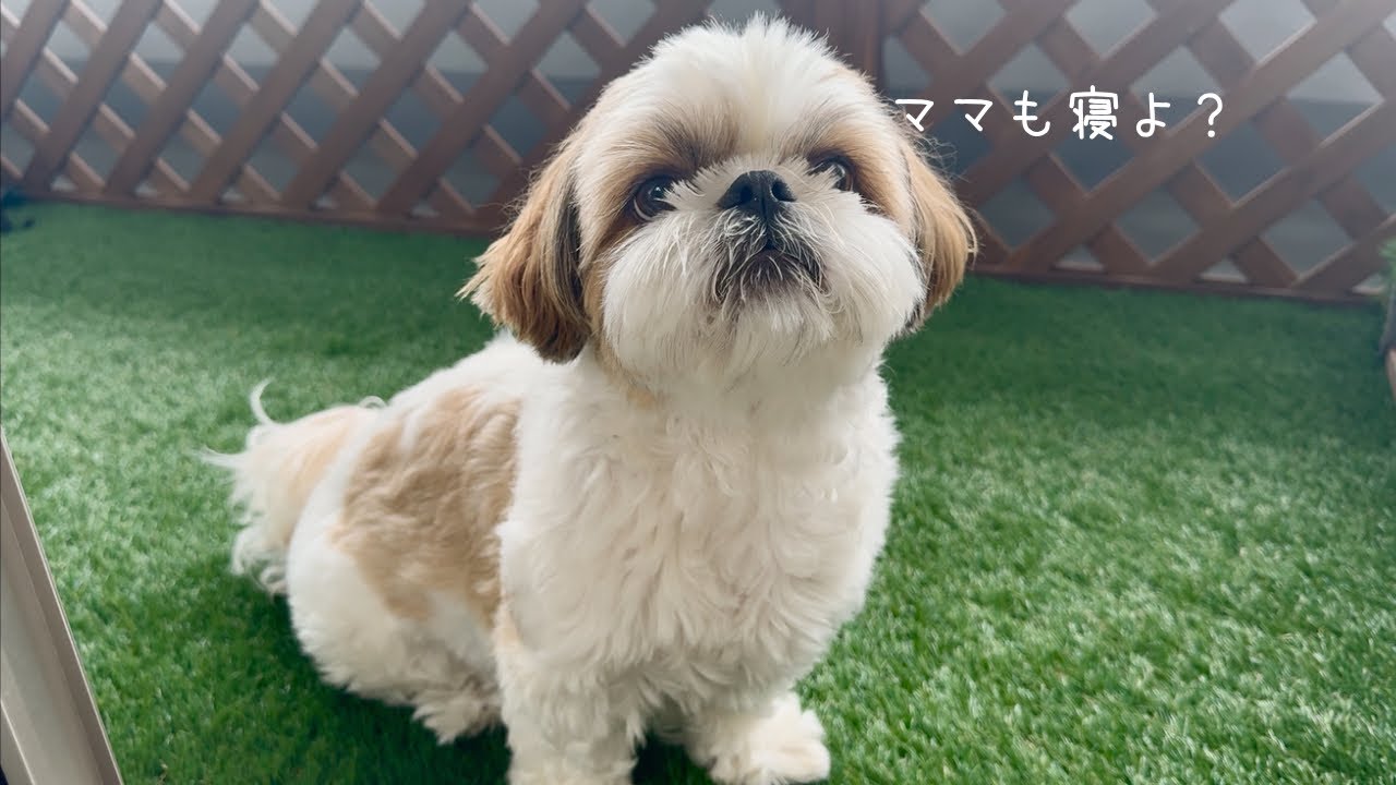 【シーズー】えーっと…なんですか？この可愛い生き物はwww【犬Vlog】